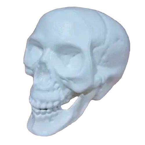 Halloween-Decoracao-Gala-Cranio-cMandibula-Branca-1-